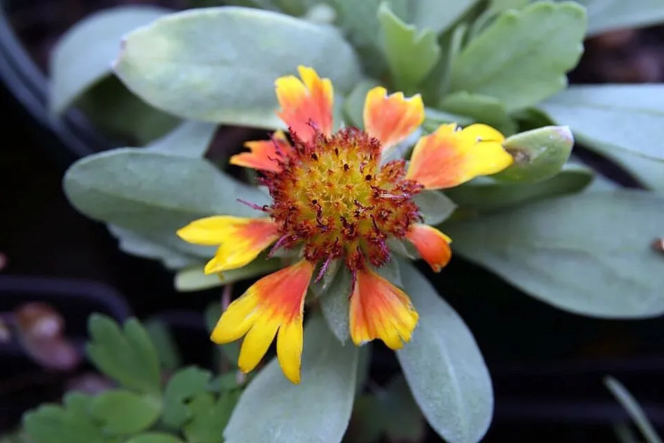 Évelő kokárdavirág / Gaillardia aristata REALFLOR® COMPACT 'Sunset Celebration'