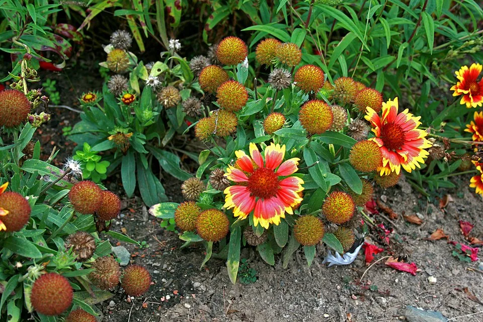 Évelő kokárdavirág / Gaillardia aristata REALFLOR® COMPACT 'Sunset Celebration'