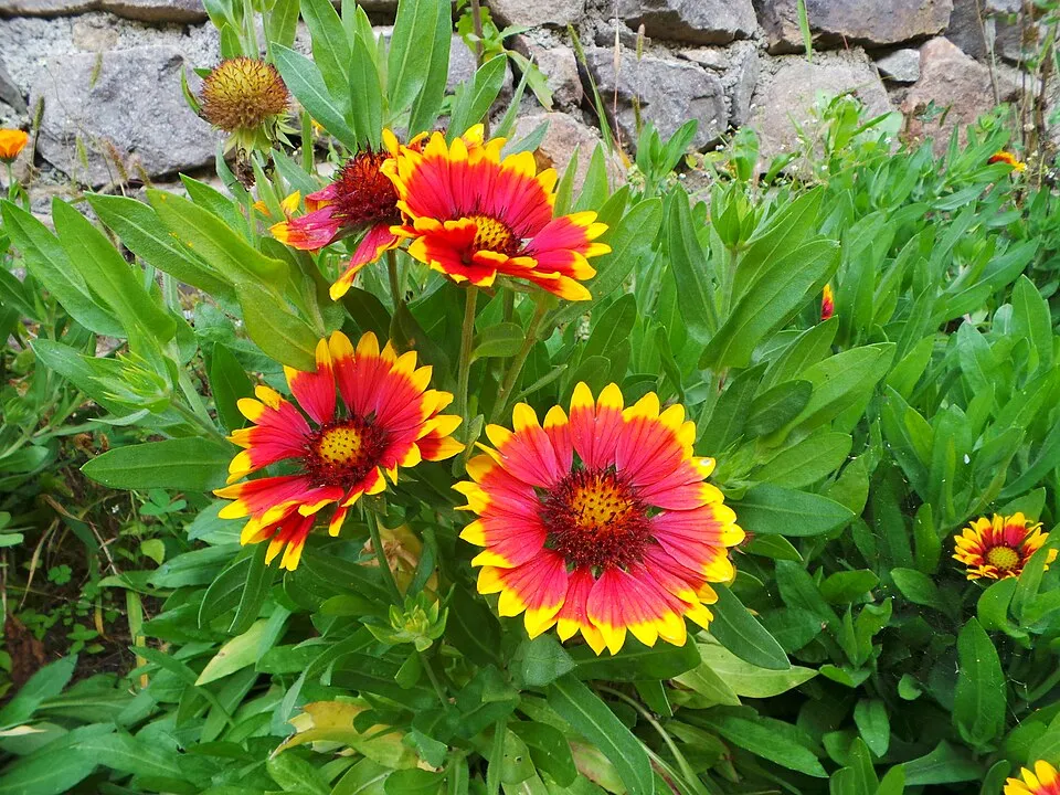 Évelő kokárdavirág / Gaillardia aristata REALFLOR® COMPACT 'Sunset Celebration'