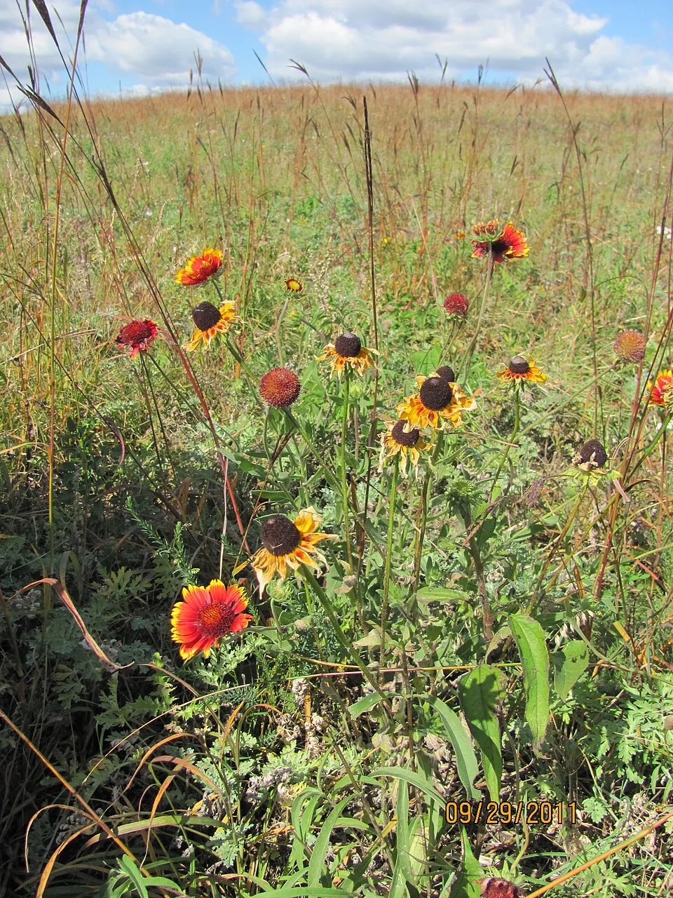 Évelő kokárdavirág / Gaillardia aristata REALFLOR® COMPACT 'Sunset Celebration'
