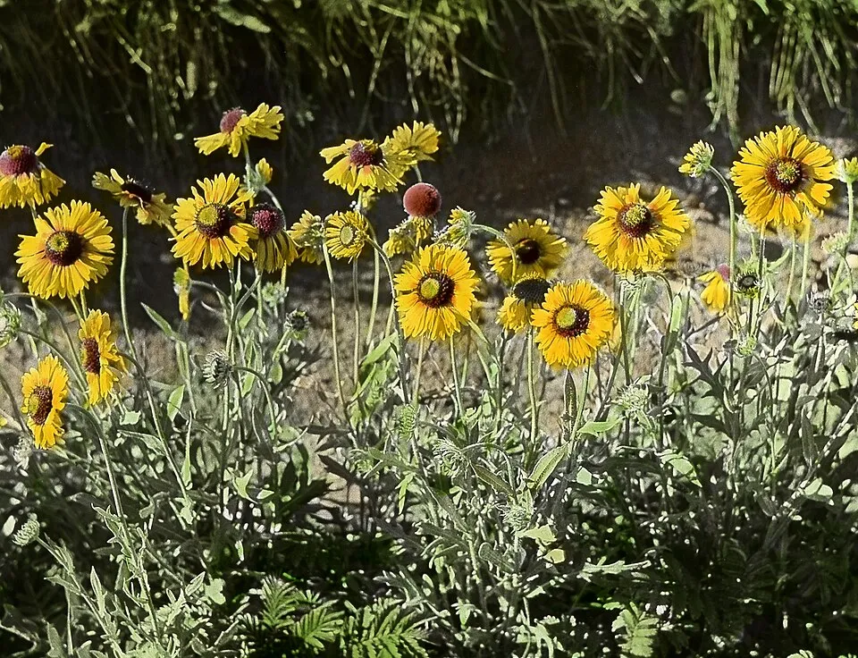 Évelő kokárdavirág / Gaillardia aristata REALFLOR® COMPACT 'Sunset Celebration'