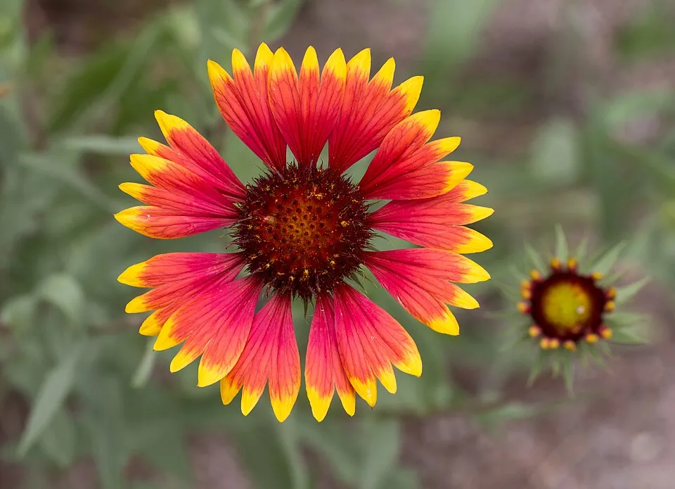 Kokárdavirág / Gaillardia SPINTOP 'Yellow Touch'