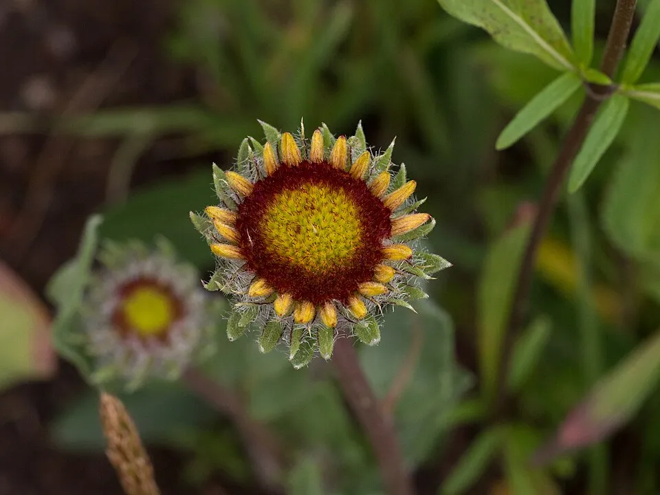 Kokárdavirág / Gaillardia SPINTOP 'Yellow Touch'