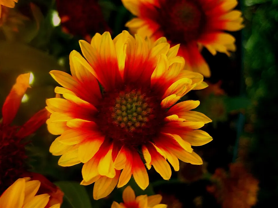 Kokárdavirág / Gaillardia SPINTOP 'Yellow Touch'
