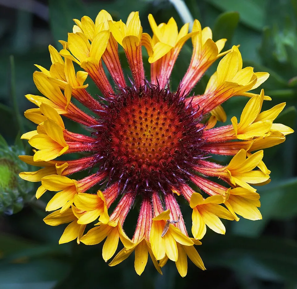 Kokárdavirág / Gaillardia SPINTOP 'Yellow Touch'