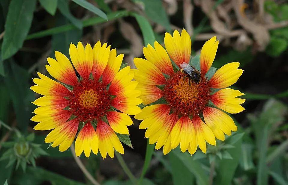 Kokárdavirág / Gaillardia SPINTOP 'Yellow Touch'