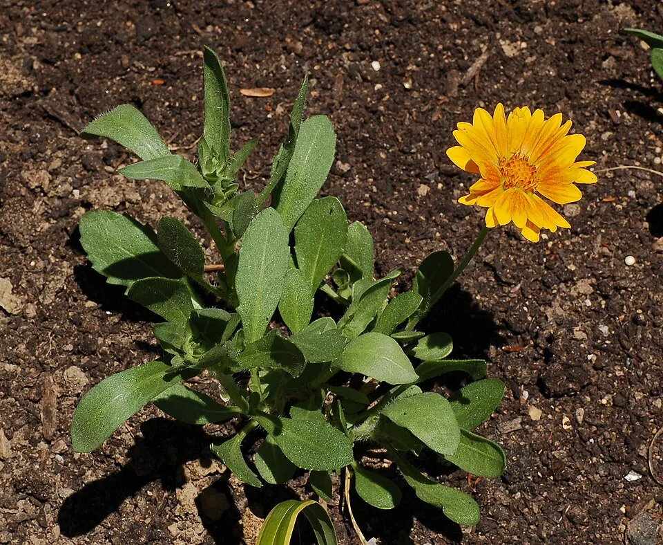 Kokárdavirág / Gaillardia SPINTOP 'Yellow Touch'