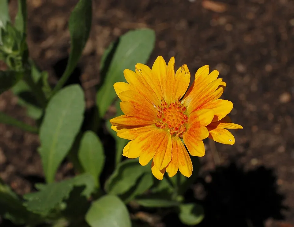 Kokárdavirág / Gaillardia SPINTOP 'Yellow Touch'