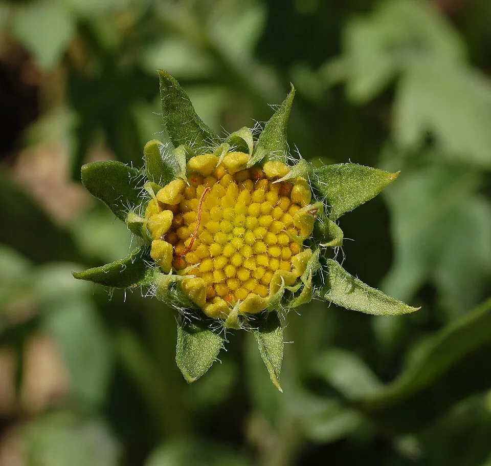 Kokárdavirág / Gaillardia SPINTOP 'Yellow Touch'