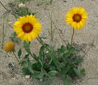 Kokárdavirág / Gaillardia SPINTOP 'Yellow Touch'