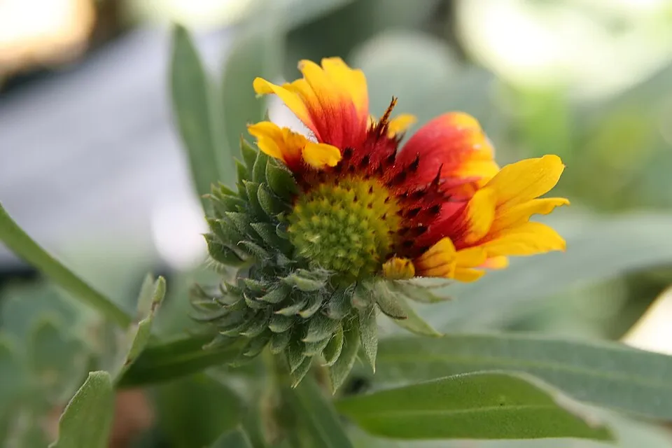 Kokárdavirág / Gaillardia SUN BUDDIES 'Gold'