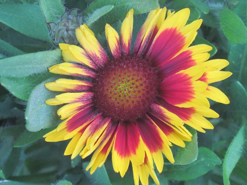 Kokárdavirág / Gaillardia SUN BUDDIES 'Gold'