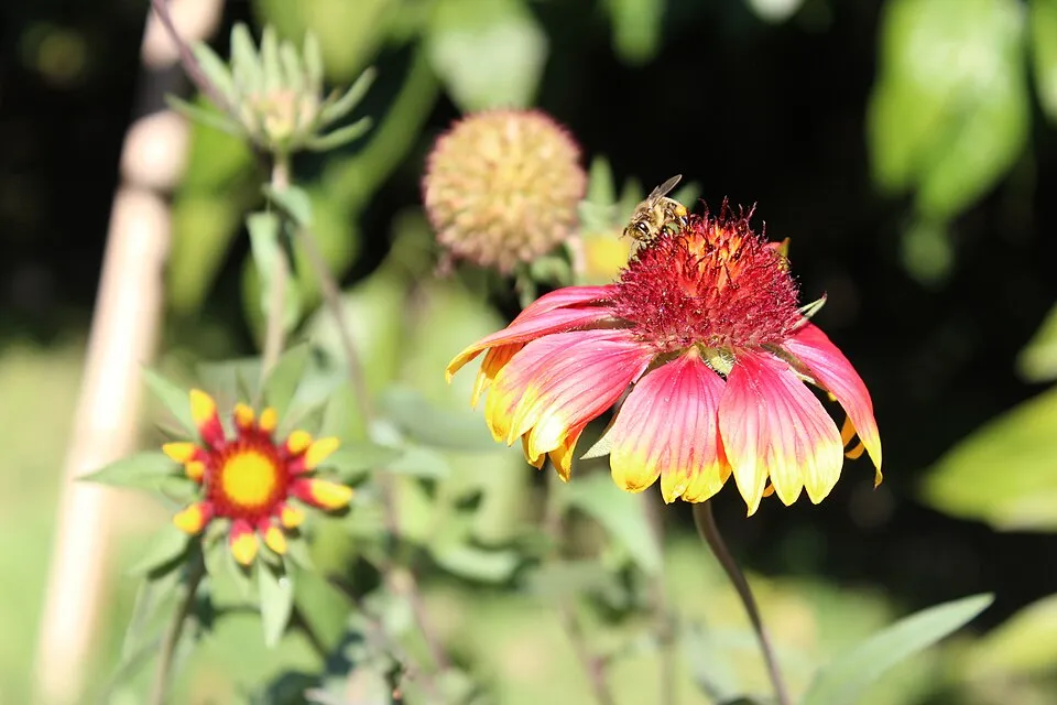 Kokárdavirág / Gaillardia SUN BUDDIES 'Gold'