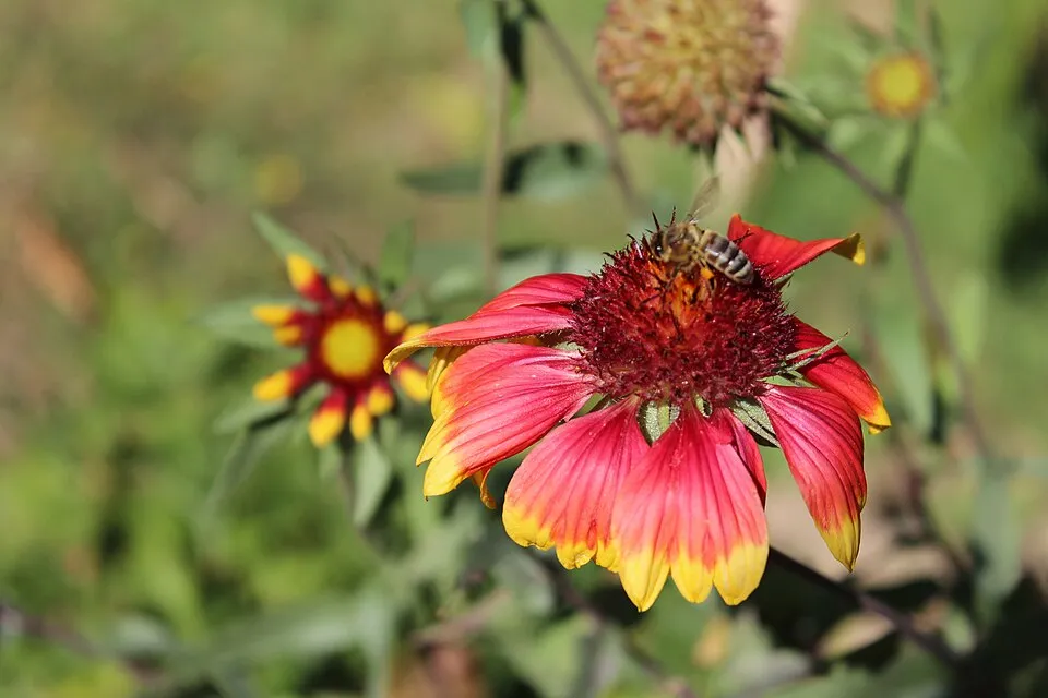 Kokárdavirág / Gaillardia SUN BUDDIES 'Gold'