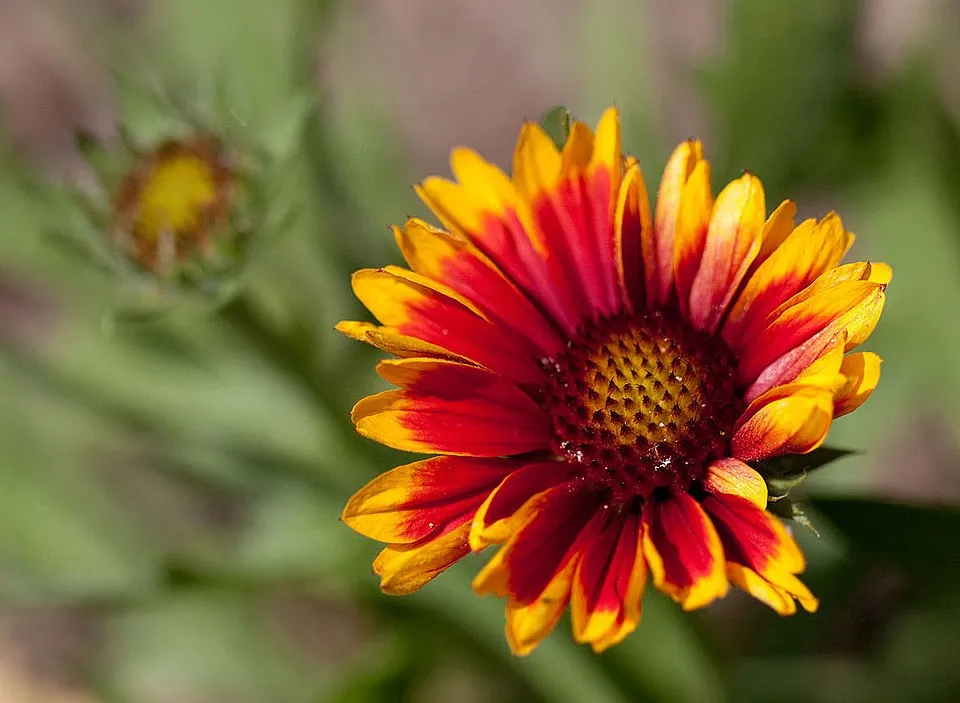 Kokárdavirág / Gaillardia SUN BUDDIES 'Gold'