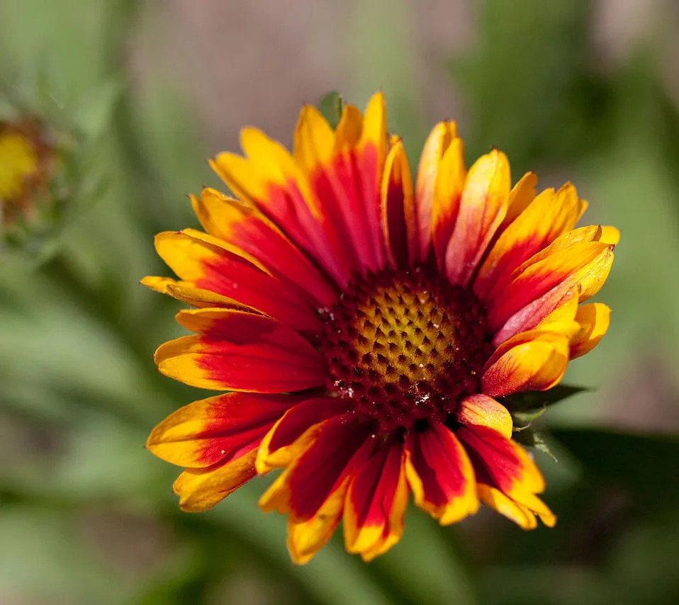 Kokárdavirág / Gaillardia SUN BUDDIES 'Gold'