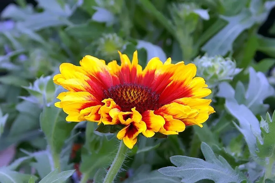 Kokárdavirág / Gaillardia SUN BUDDIES 'Gold'