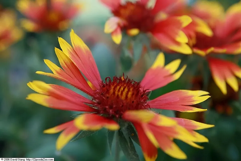 Kokárdavirág / Gaillardia SUN BUDDIES 'Gold'