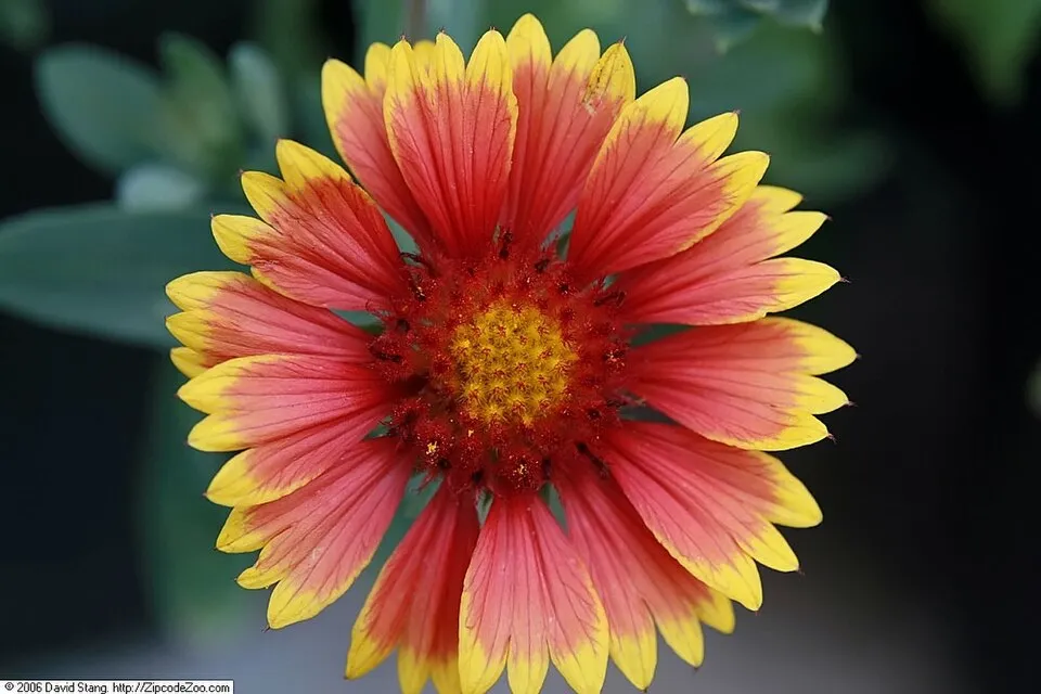 Kokárdavirág / Gaillardia SUN BUDDIES 'Gold'