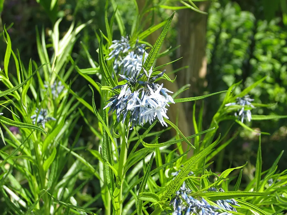 Csillagmeténg / Amsonia hubrichtii