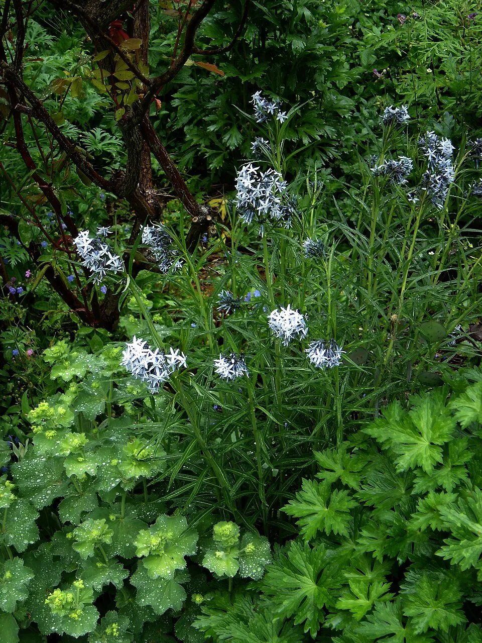 Csillagmeténg / Amsonia hubrichtii
