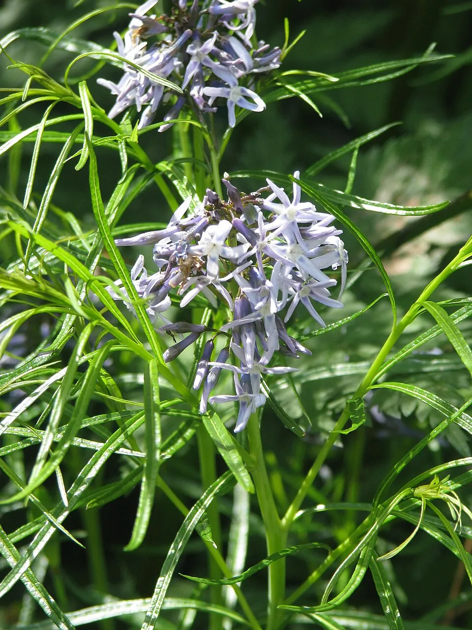 Csillagmeténg / Amsonia hubrichtii