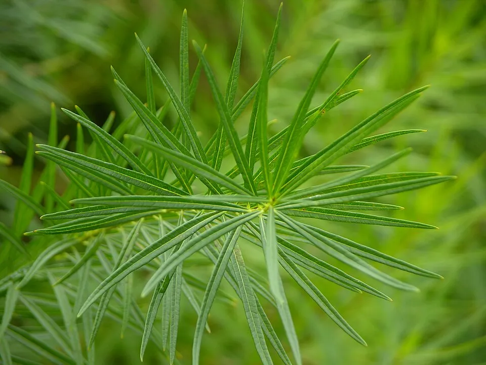 Csillagmeténg / Amsonia hubrichtii