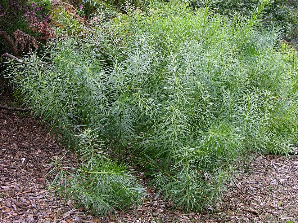 Csillagmeténg / Amsonia hubrichtii