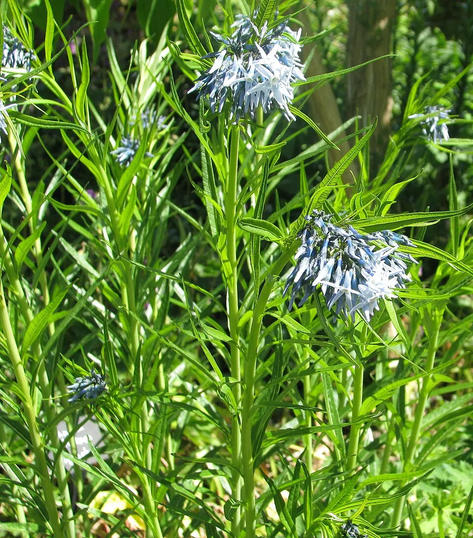 Csillagmeténg / Amsonia hubrichtii