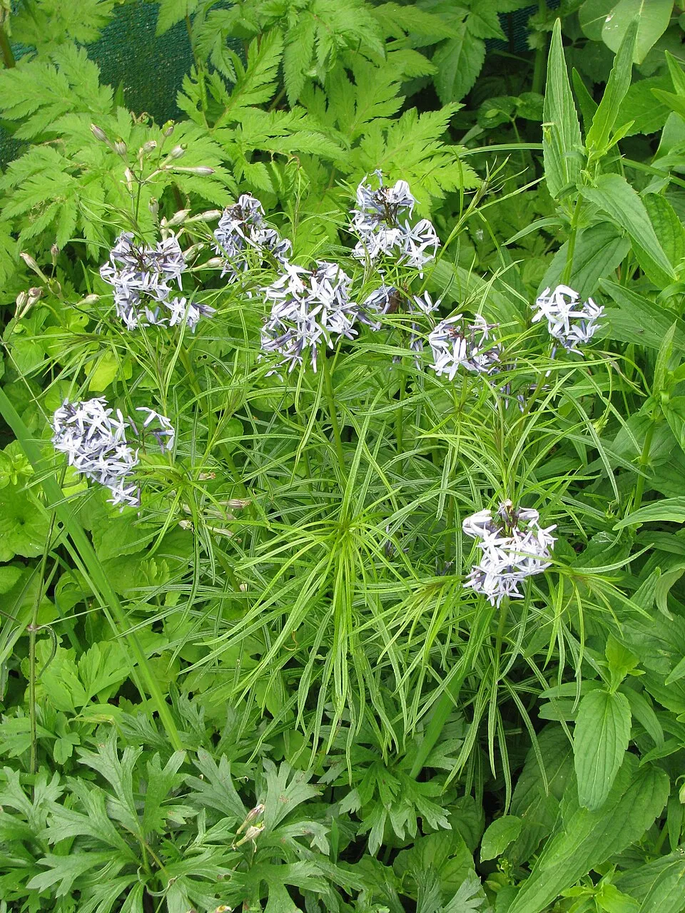 Csillagmeténg / Amsonia hubrichtii