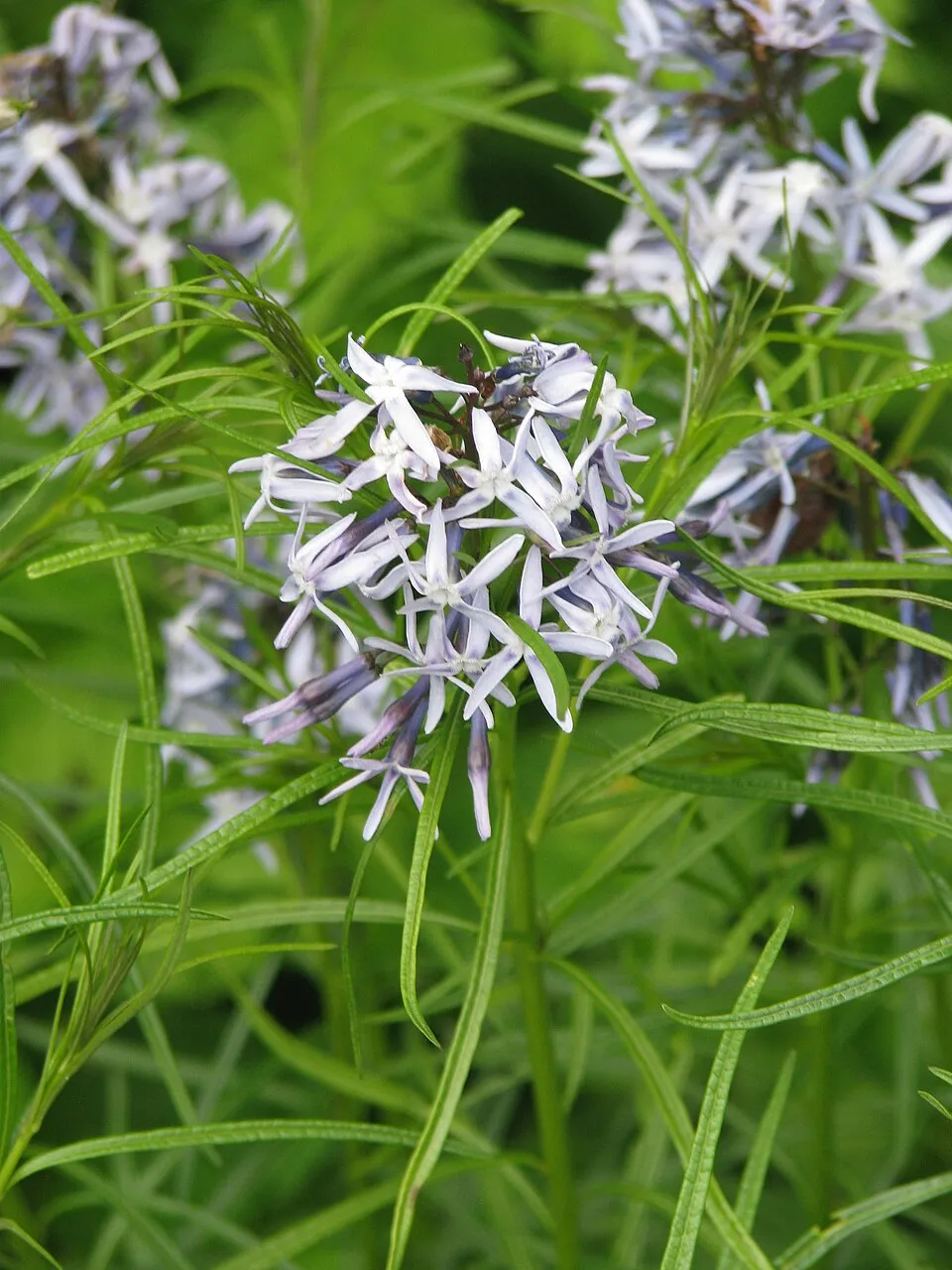 Csillagmeténg / Amsonia hubrichtii
