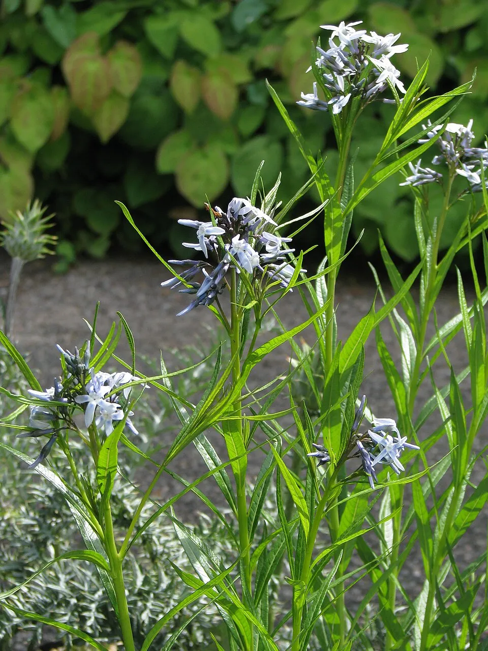 Csillagmeténg / Amsonia hubrichtii
