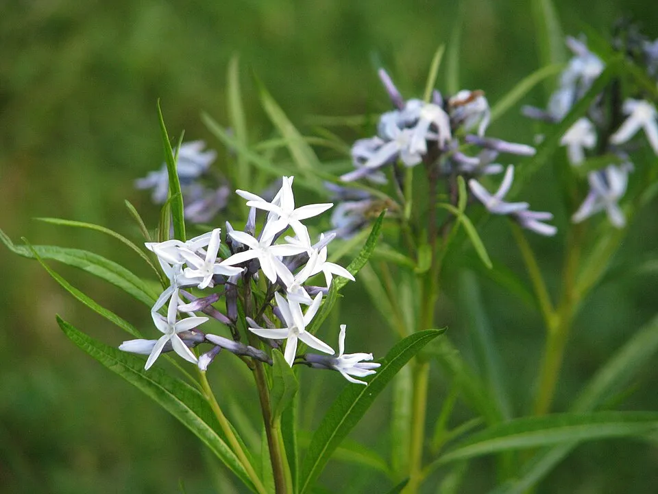 Csillagmeténg / Amsonia hubrichtii