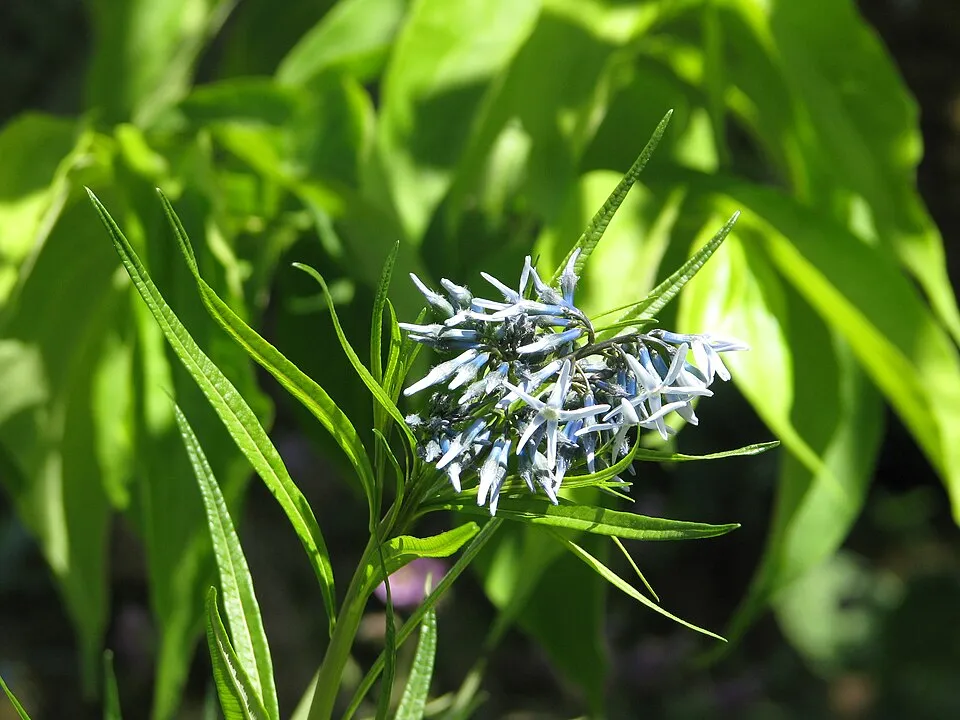Csillagmeténg / Amsonia hubrichtii
