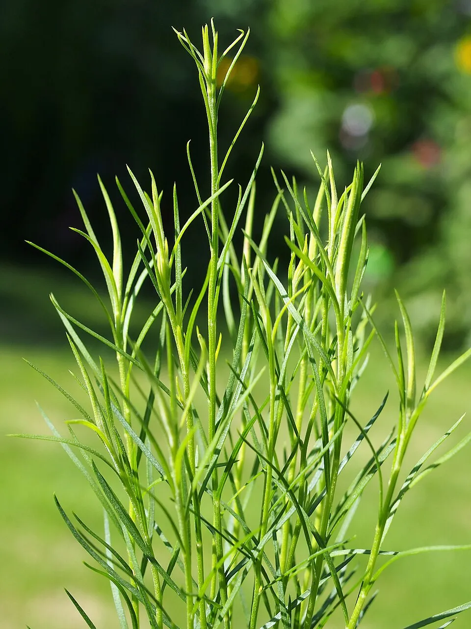 Aranyfürt / Galatella (syn. Aster) linosyris subsp. linosyris