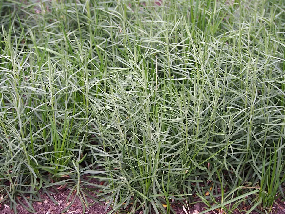 Aranyfürt / Galatella (syn. Aster) linosyris subsp. linosyris