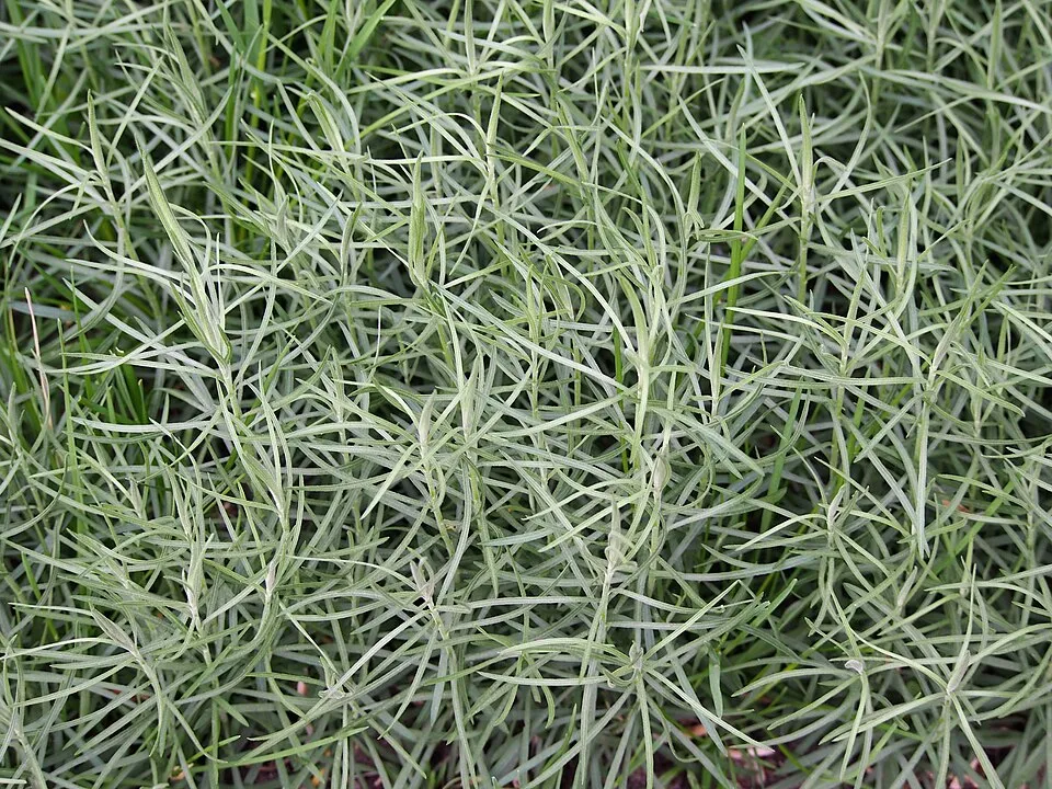 Aranyfürt / Galatella (syn. Aster) linosyris subsp. linosyris
