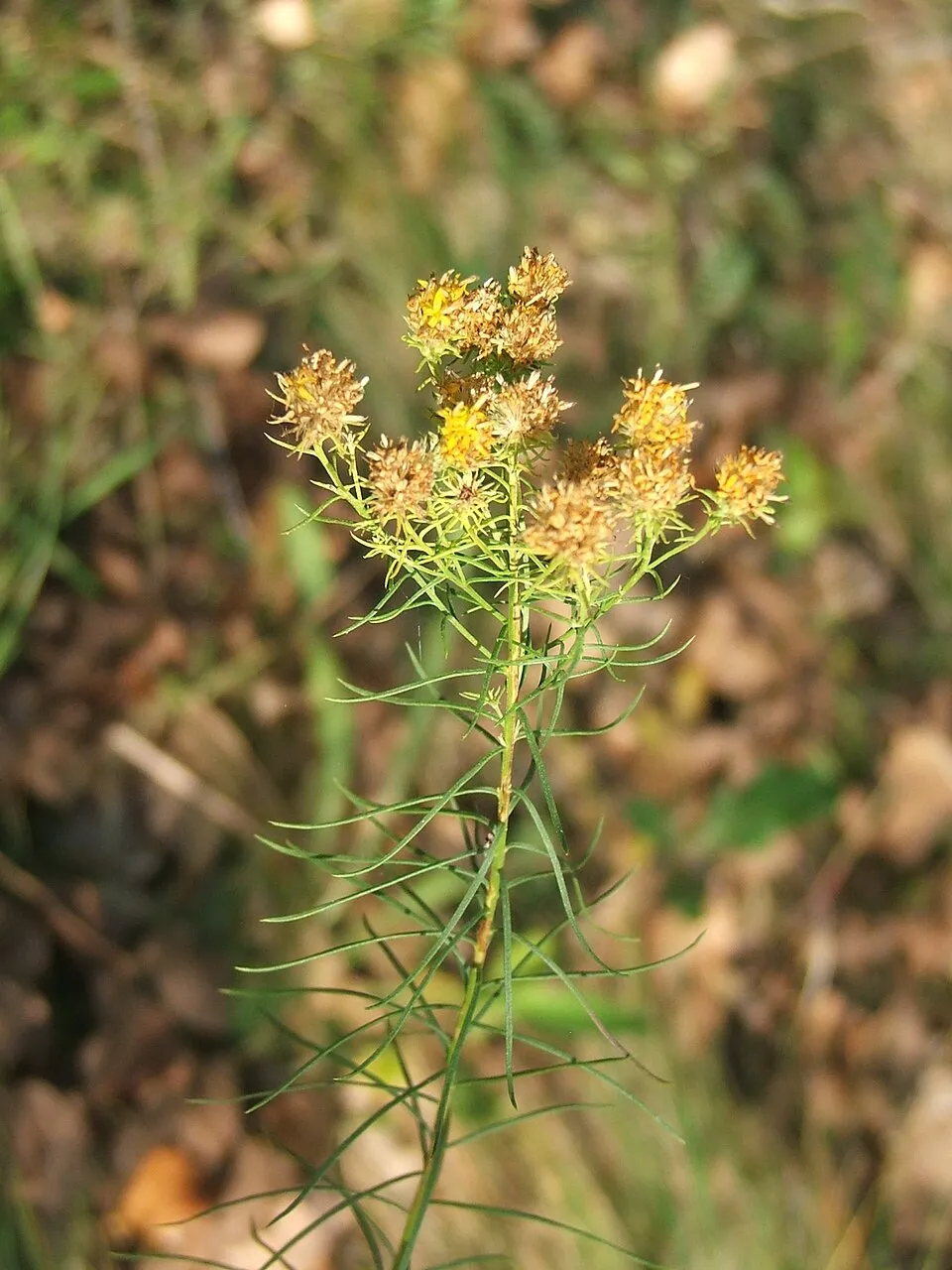Aranyfürt / Galatella (syn. Aster) linosyris subsp. linosyris