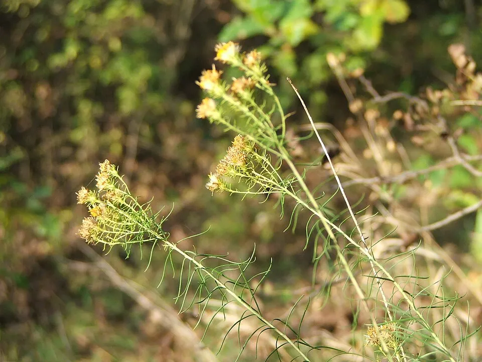 Aranyfürt / Galatella (syn. Aster) linosyris subsp. linosyris