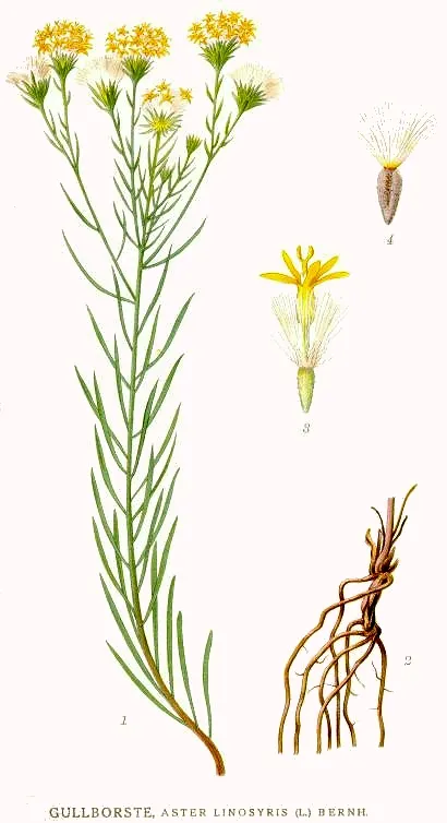 Aranyfürt / Galatella (syn. Aster) linosyris subsp. linosyris