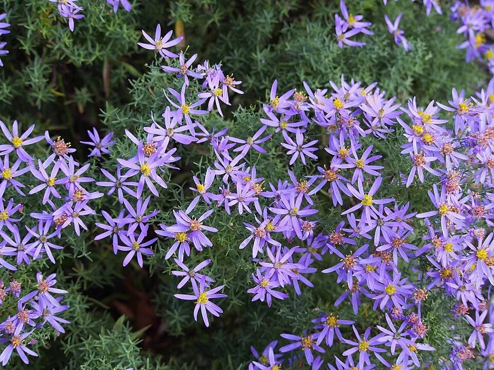 Aranyfürt / Galatella (syn. Aster) linosyris subsp. linosyris