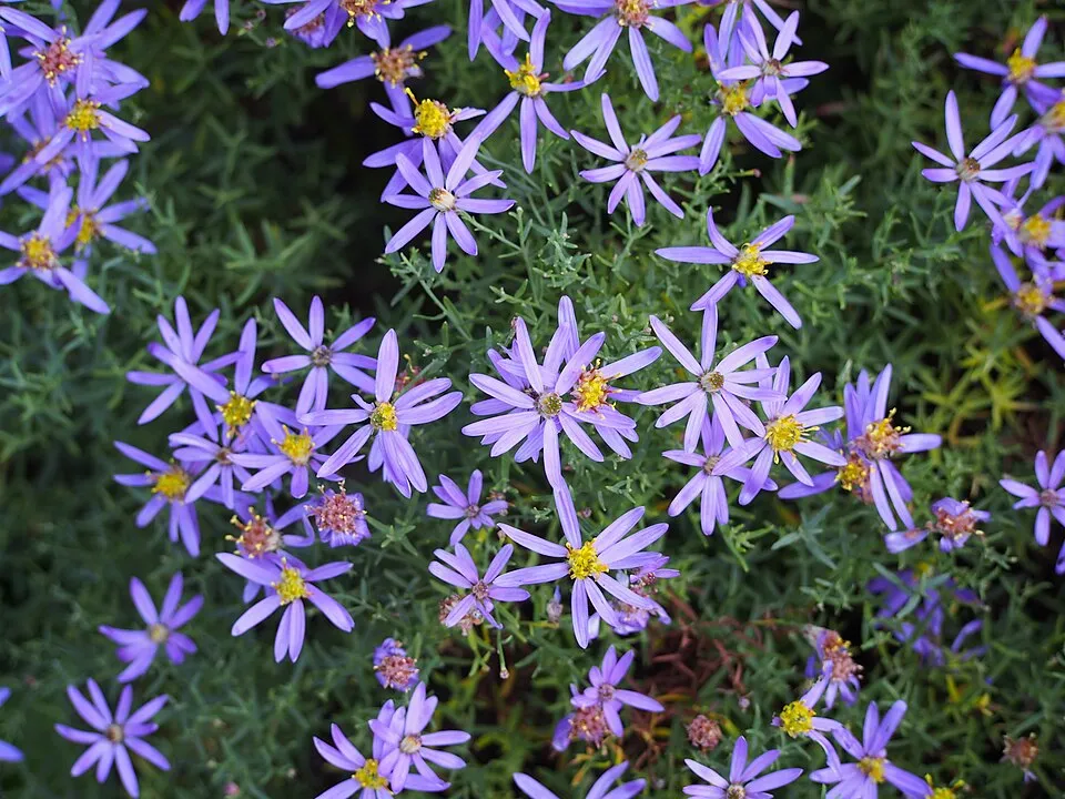 Aranyfürt / Galatella (syn. Aster) linosyris subsp. linosyris