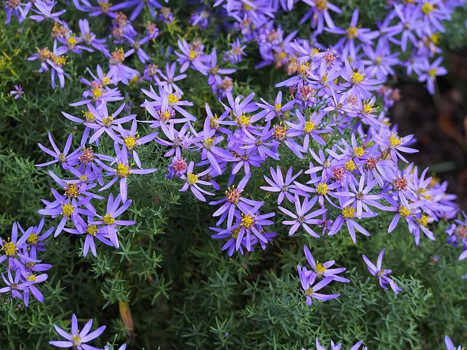 Aranyfürt / Galatella (syn. Aster) linosyris subsp. linosyris