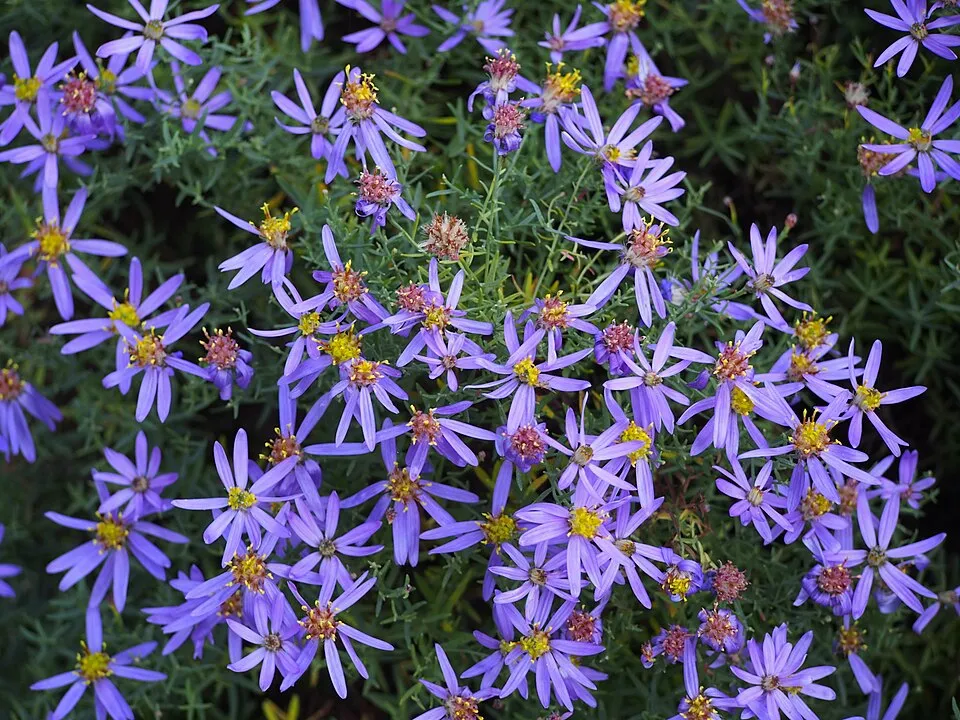 Aranyfürt / Galatella (syn. Aster) linosyris subsp. linosyris