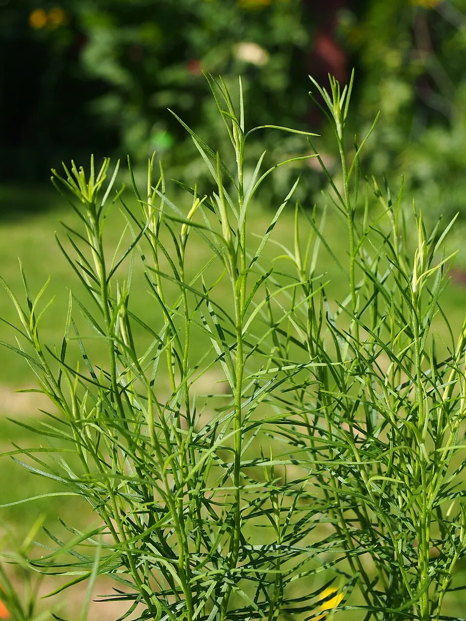 Aranyfürt / Galatella (syn. Aster) linosyris subsp. linosyris