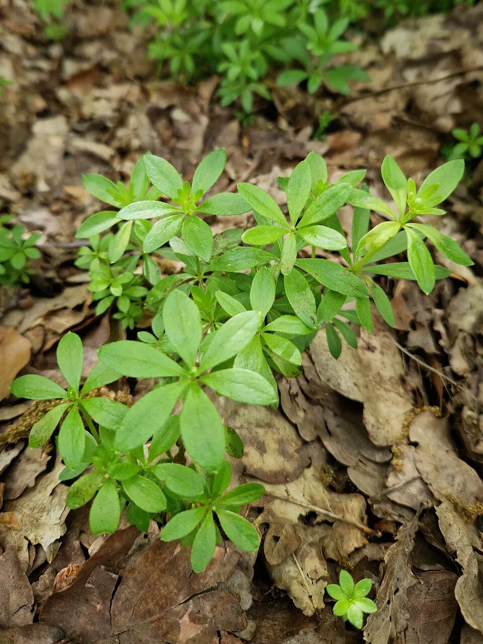 Szagos müge / Galium odoratum