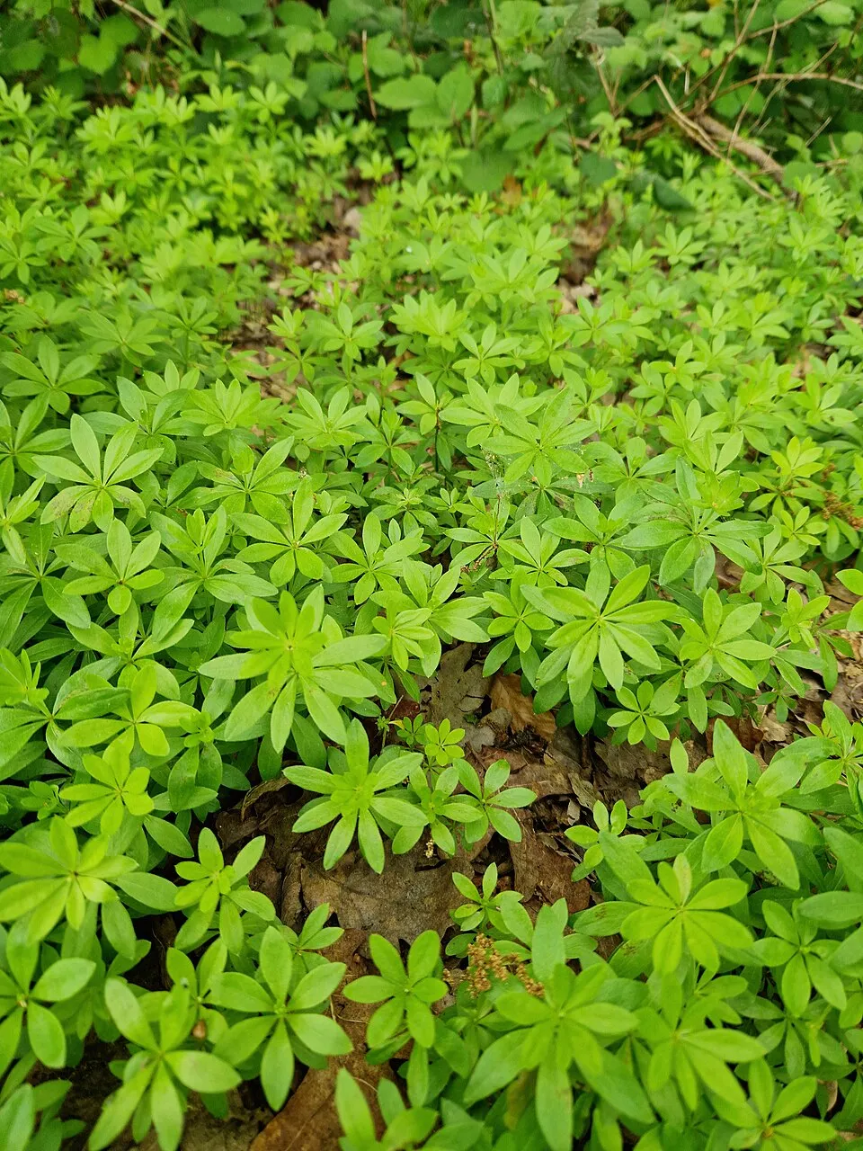 Szagos müge / Galium odoratum