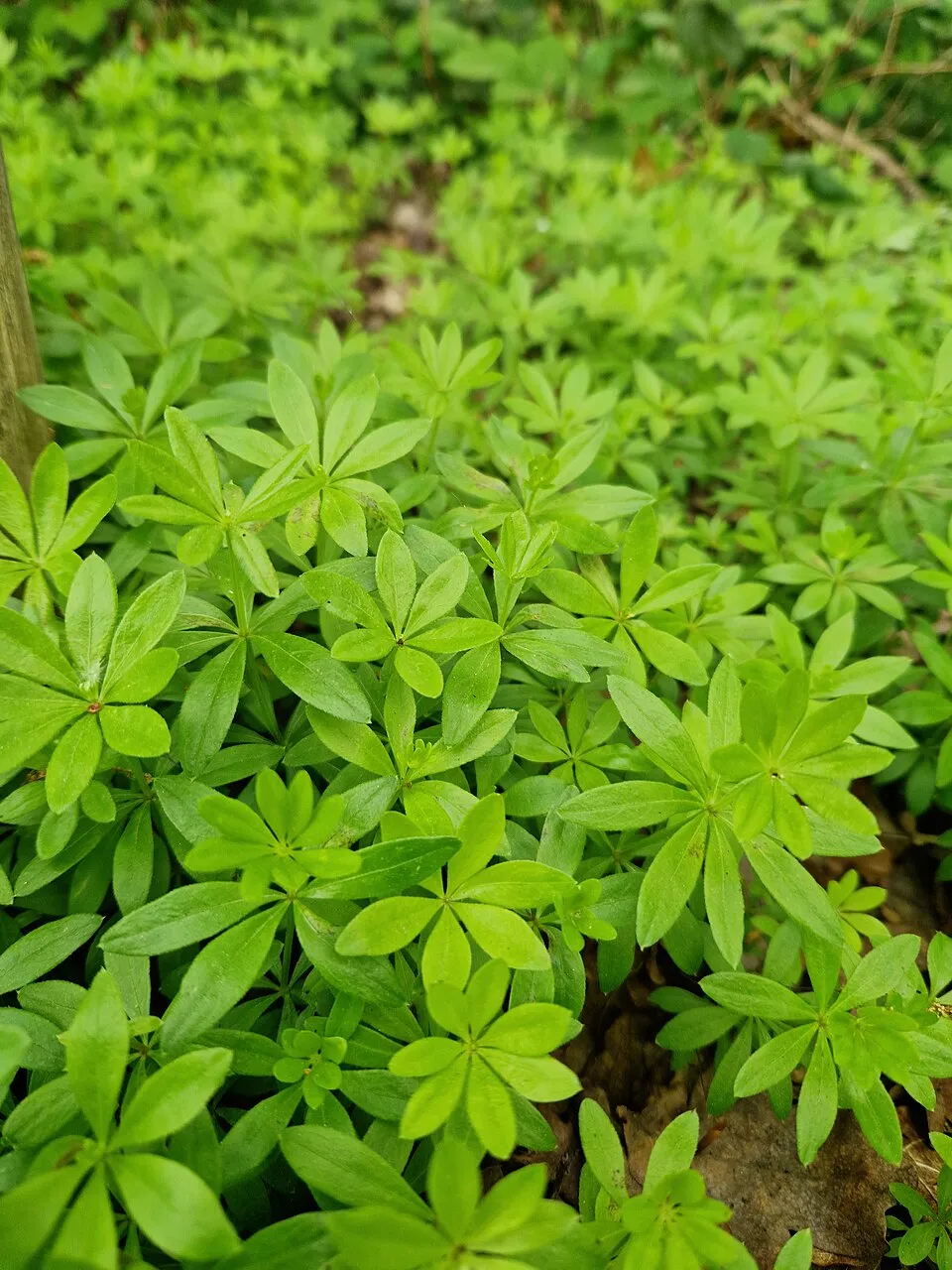 Szagos müge / Galium odoratum