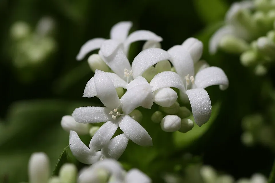 Szagos müge / Galium odoratum