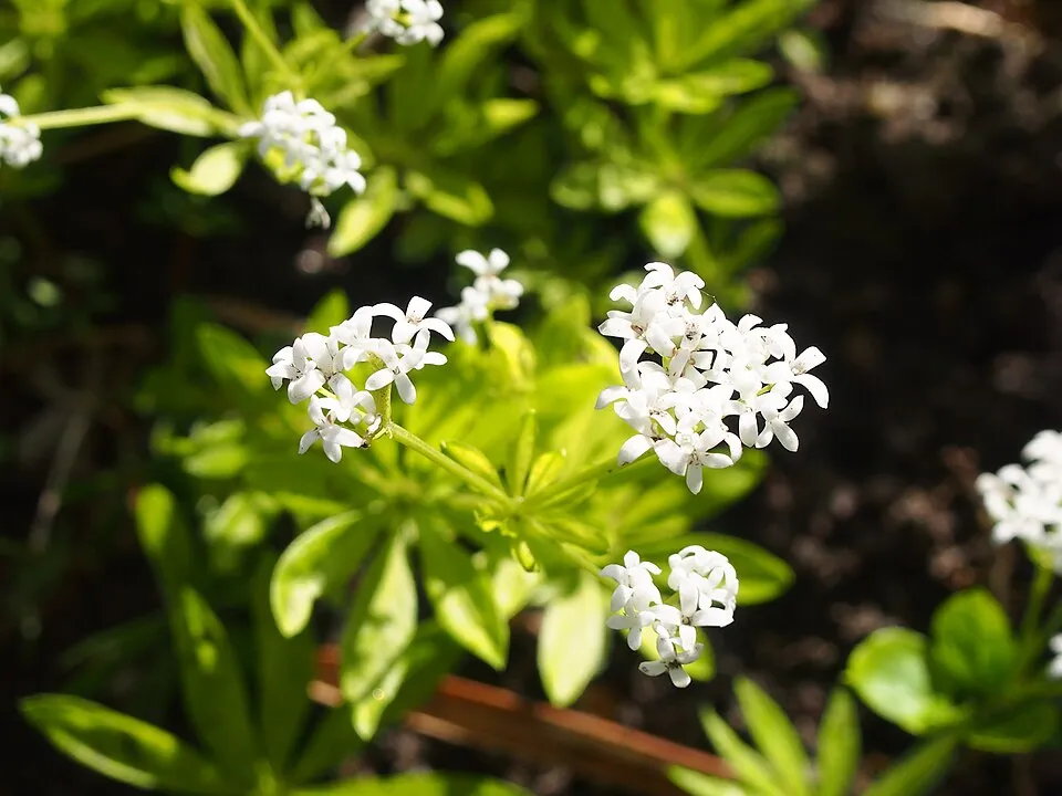 Szagos müge / Galium odoratum